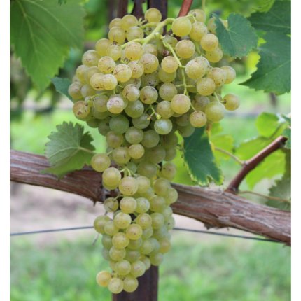 Trebbiano Modenese CAB 1 
