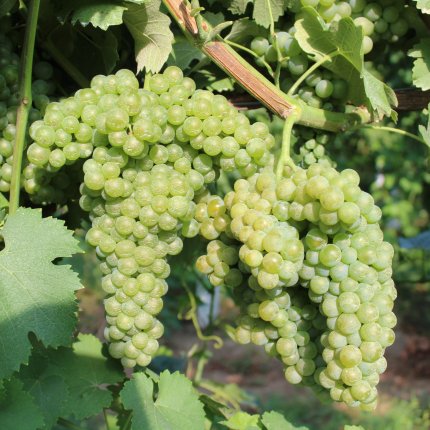 Trebbiano Romagnolo Ampelos BS 5**