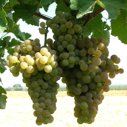 Trebbiano Romagnolo Ampelos DGV 4