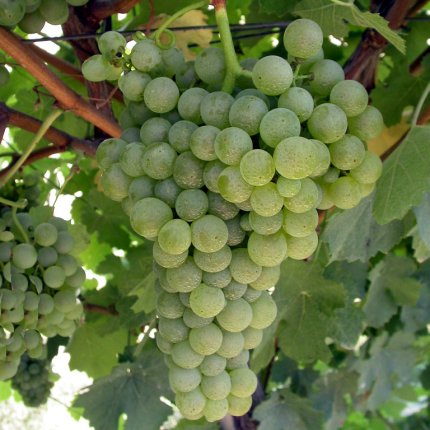 Trebbiano Romagnolo Ampelos DGV 6