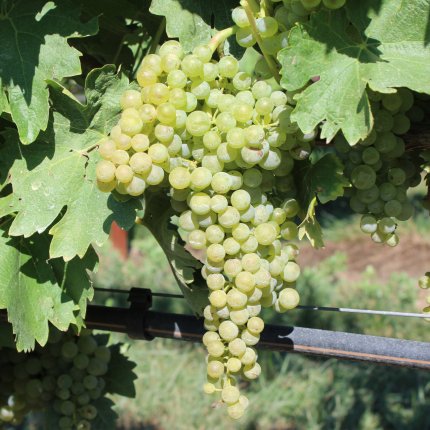 Trebbiano Toscano CRA VIC BC SF 7