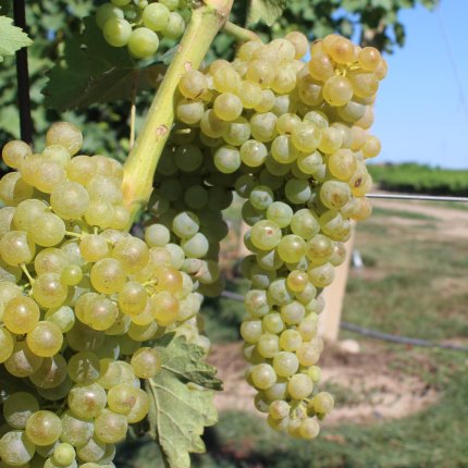Trebbiano Toscano Ampelos CNT 4