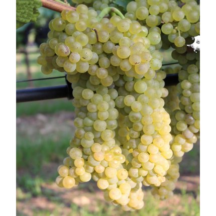 Trebbiano Toscano Ampelos CNT 8