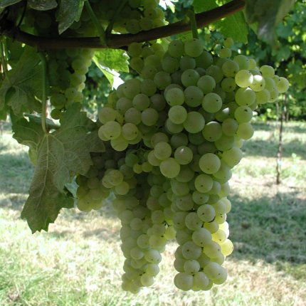 Trebbiano Toscano T 34 ICA PG