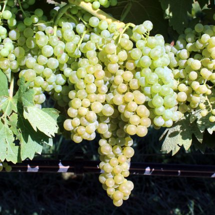 Trebbiano Toscano Ampelos TEA 31