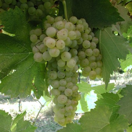 Trebbiano Toscano Ampelos TEA 32
