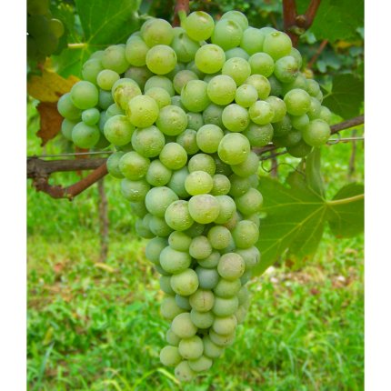 Verdello V 27 ICA PG (Verdicchio)
