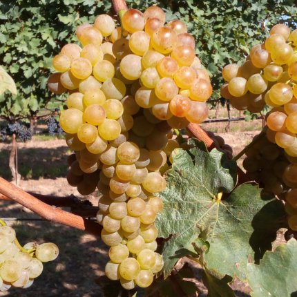 Verdicchio Ampelos CNT 7