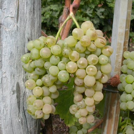 Vermentino Ampelos BC 8
