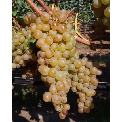 Vermentino CRA VIC LOR 5