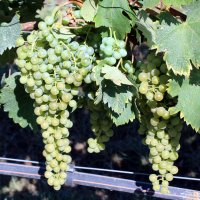 Trebbiano Modenese CAB 1 