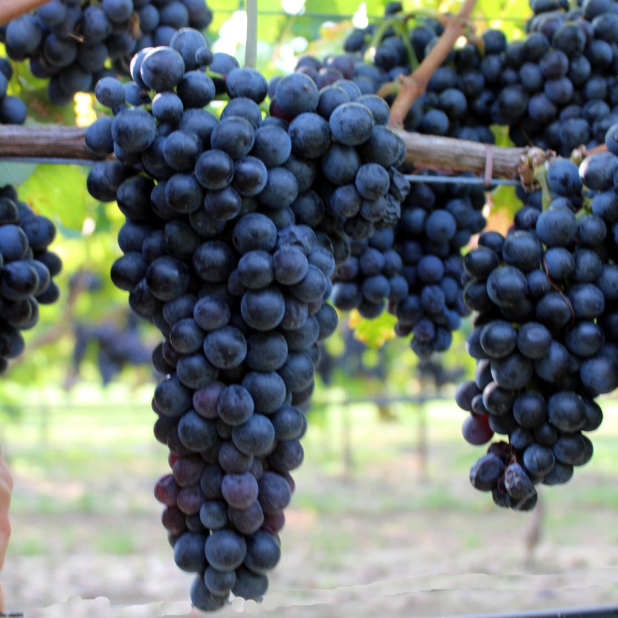 Barbera Ampelos 16