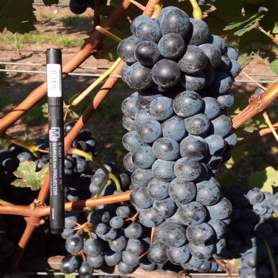 Barbera Ampelos DGV 13