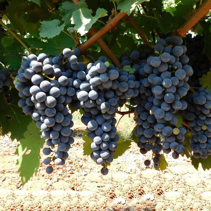 Cabernet Sauvignon TEA 4