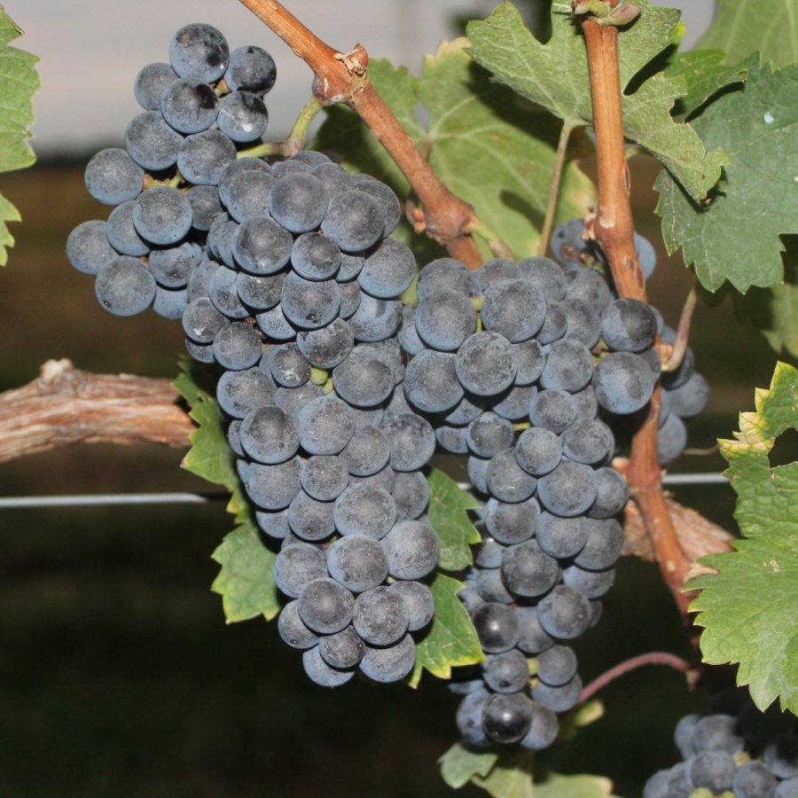 Cabernet Franc TEA 3