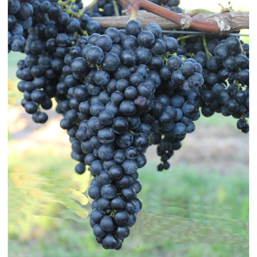 Merlot Ampelos TEA 20