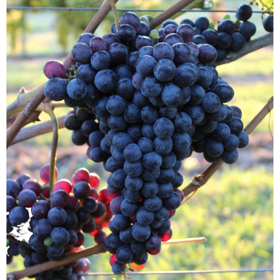 Sangiovese FdB-CAB M 17