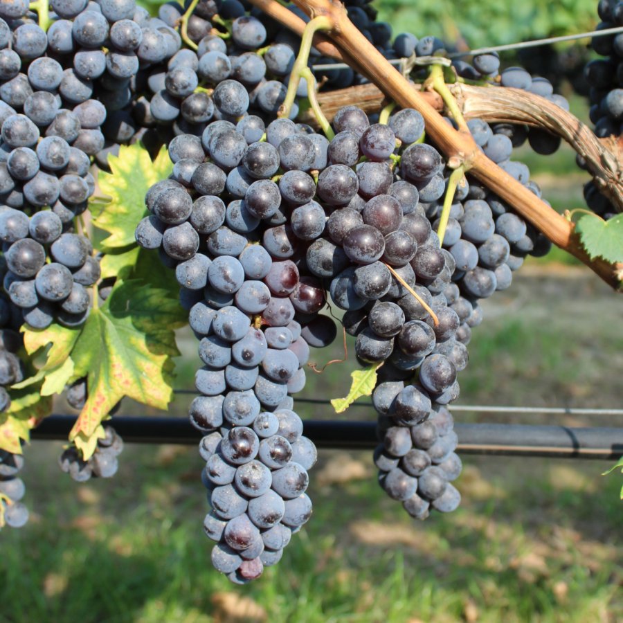 Sangiovese FdB-CAB M 43
