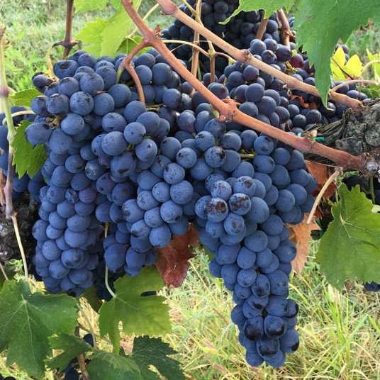 Sangiovese Ampelos TEA 7