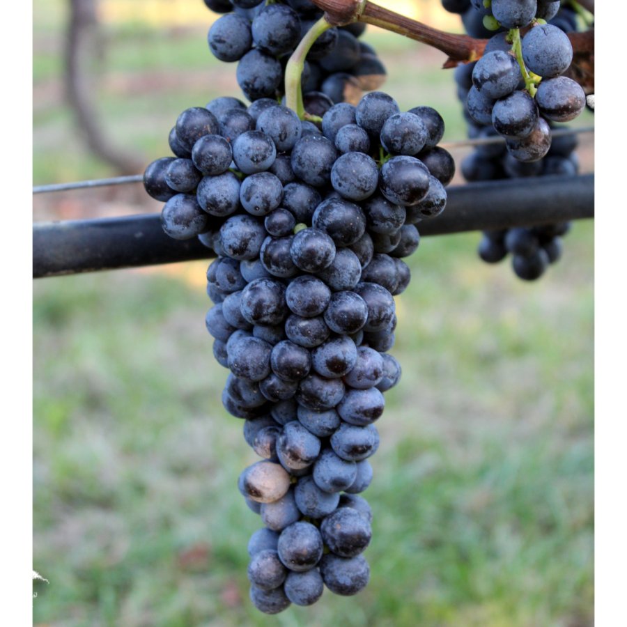Sangiovese Ampelos TEA 9
