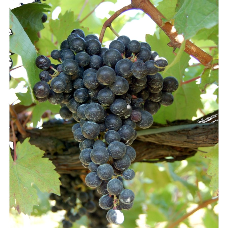 Terrano (Cagnina) CAB 29