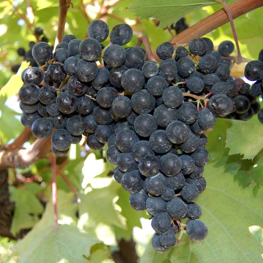 Terrano (Cagnina) CAB 40