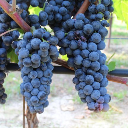 Aglianico Ampelos TEA 22