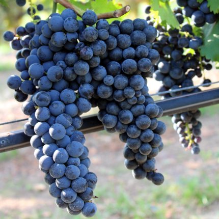 Aglianico Ampelos VCP-VL 5