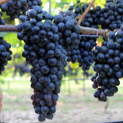 Barbera Ampelos 16