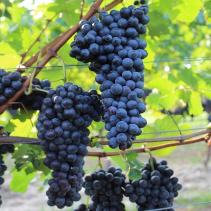 Barbera Ampelos 19