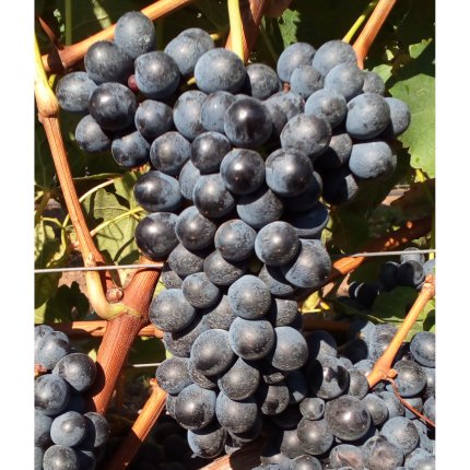 Barbera Ampelos VCP 8