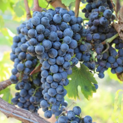 Cabernet Sauvignon Ampelos TEA 10