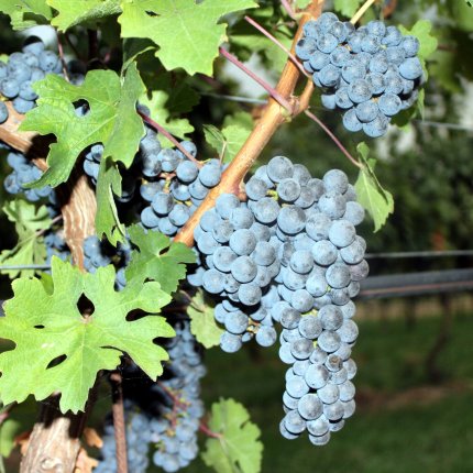 Cabernet Sauvignon Ampelos TEA 11