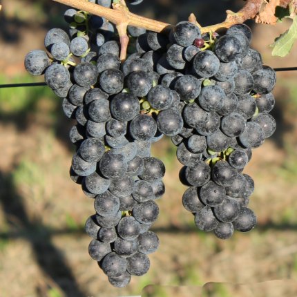 Carmenere Ampelos TEA 16