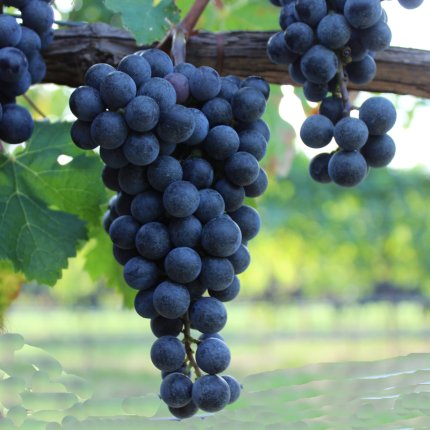 Cabernet Franc TEA 2
