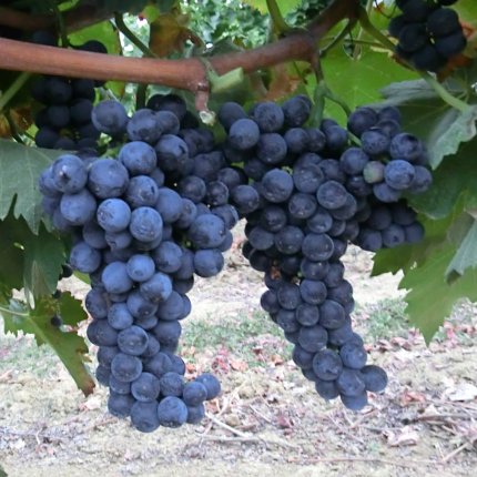 Ciliegiolo Ampelos DGV 14