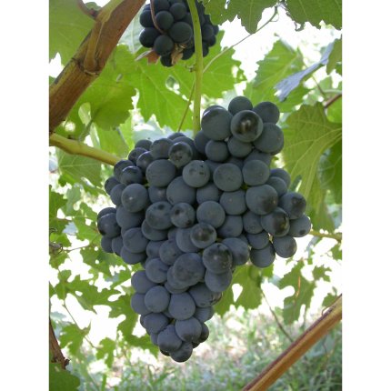 Lambrusco oliva Ampelos DGV 3