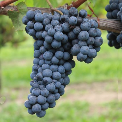 Lambrusco salamino Ampelos TEA 2 D