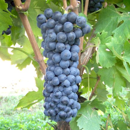Lambrusco viadanese Ampelos CNT 14