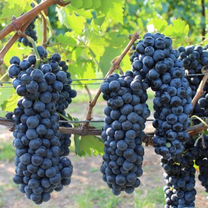 Lambrusco viadanese Ampelos CNT 18 (Grappello Ruberti)