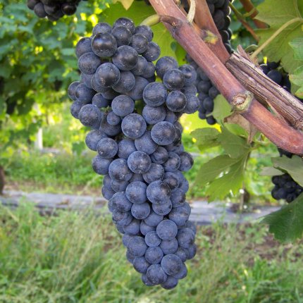 Lambrusco viadanese Ampelos CNT 3