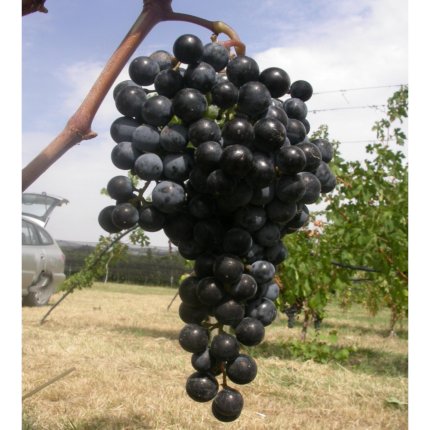 Merlese CAB 1