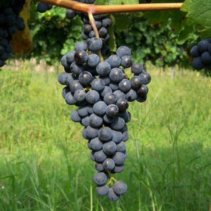 Merlot Ampelos CNT 13