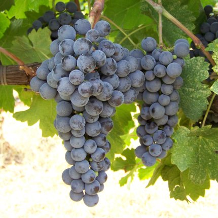 Merlot Ampelos CNT 9