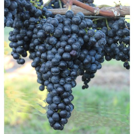 Merlot Ampelos TEA 20