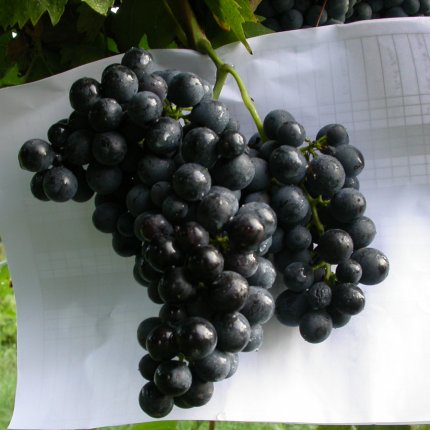 Montepulciano Ampelos CNT 12