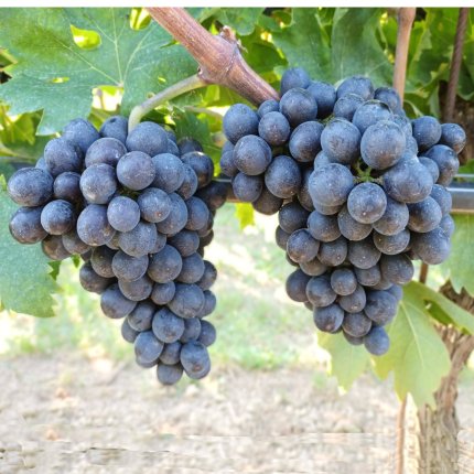 Montepulciano Ampelos CNT 16