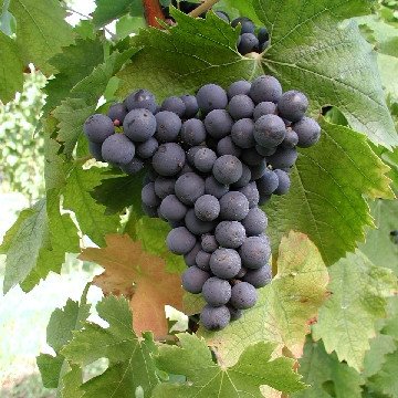 Montepulciano Ampelos TEA 21