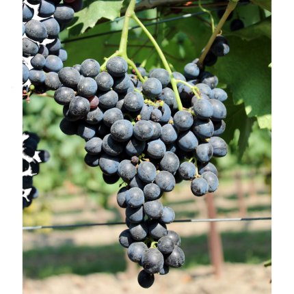 Nero d'Avola (Calabrese) Ampelos VCP 2
