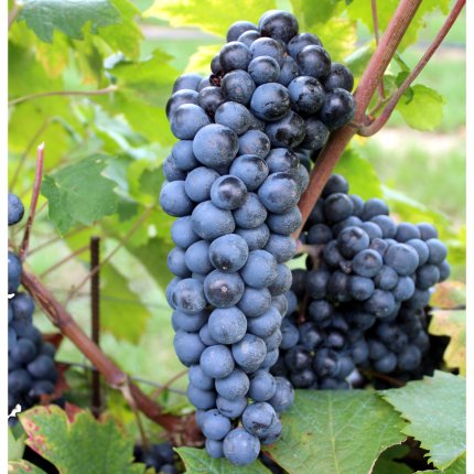 Primitivo Ampelos VCP VL 1